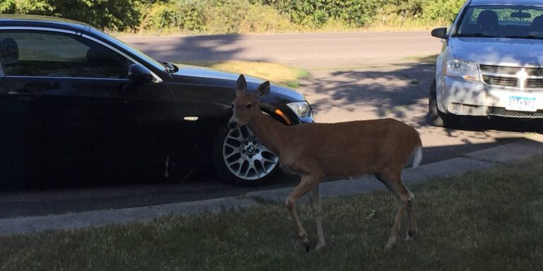 White-tailed Deer Navigating Suburban Parking Lot in Kalispell, Montana
