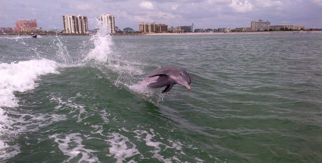Urban Bottlenose Dolphin Leap Clearwater Beach