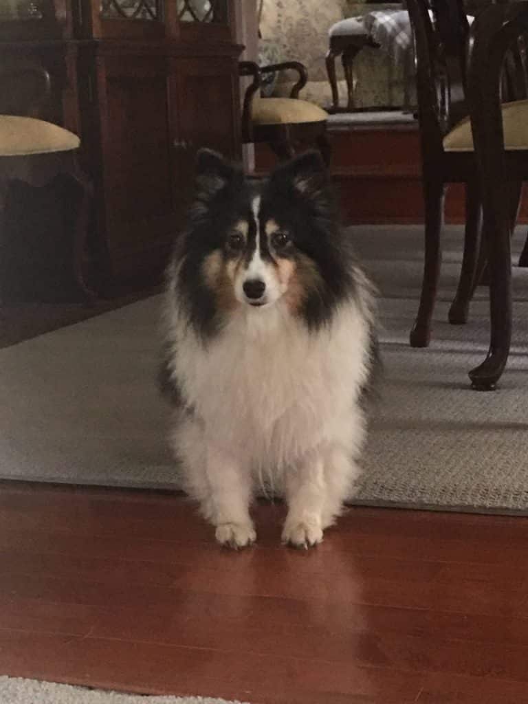 Shetland Sheepdog On Alert Home Interior